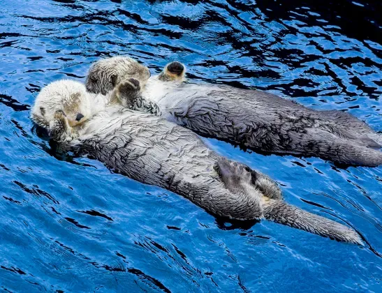 sleeping-otters-holding-hands